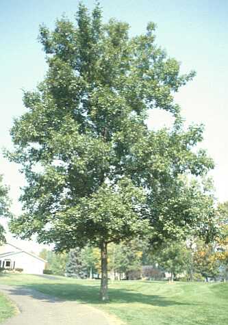 Bitternut Hickory