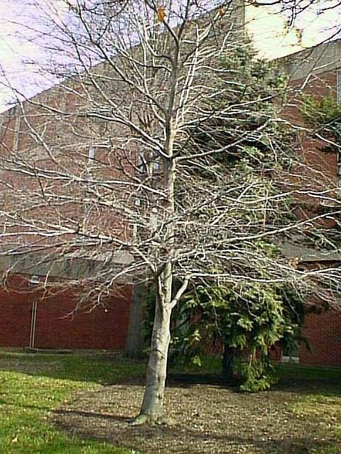 American Beech on The Ohio State Univ. Campus